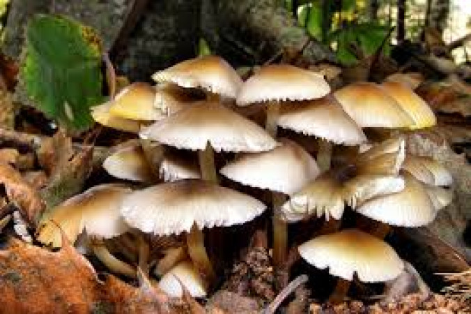 साउनदेखि जडीबुटी बीमा लागू हुने